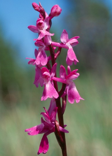 Orchis palustris