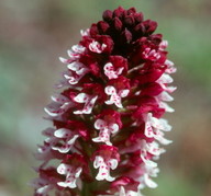 Orchis ustulata