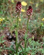 Orchis ustulata