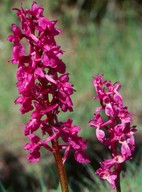 Orchis mascula