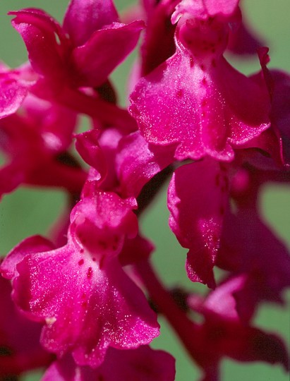 Orchis mascula