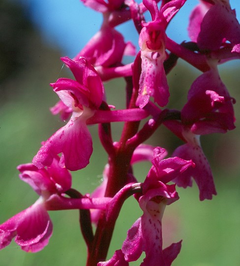 Orchis mascula