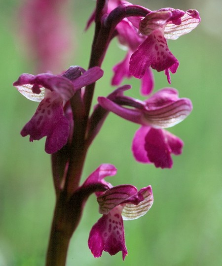 Orchis morio