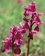 Orchis morio