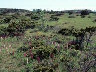 Orchis mascula