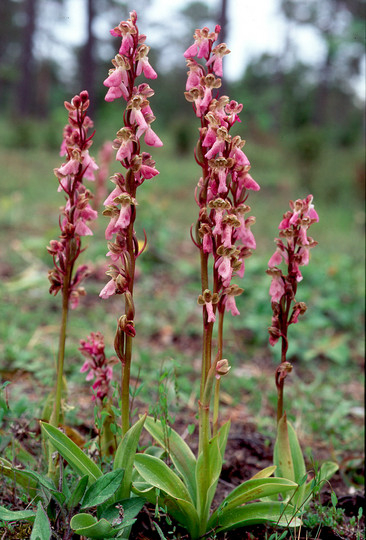 Orchis spitzelii