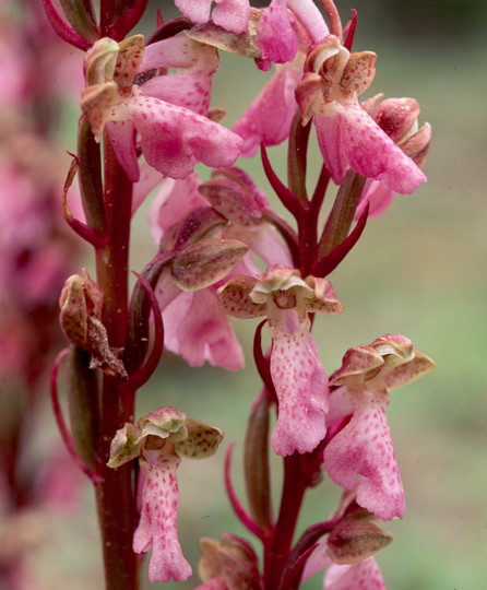 Orchis spitzelii