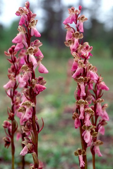 Orchis spitzelii