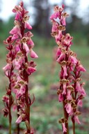 Orchis spitzelii