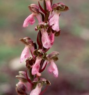 Orchis spitzelii