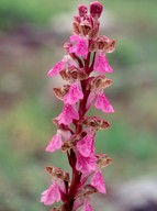 Orchis spitzelii