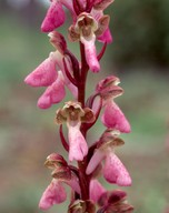 Orchis spitzelii