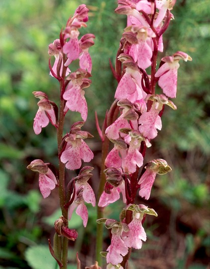 Orchis spitzelii