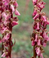 Orchis spitzelii