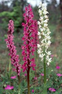 Orchis mascula