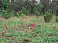 Orchis mascula