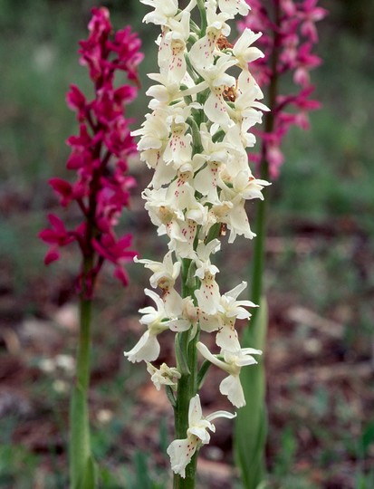 Orchis mascula