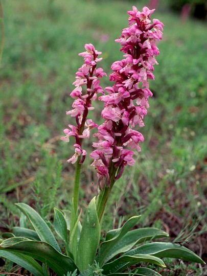 Orchis mascula