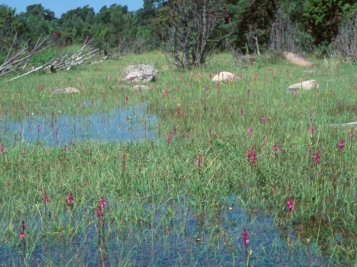 Orchis palustris