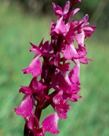 Orchis palustris