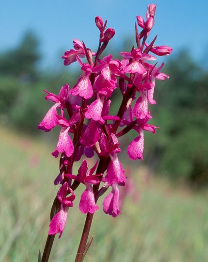 Orchis palustris