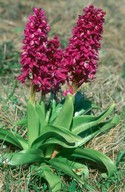 Orchis mascula