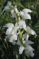 Orchis mascula