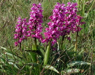 Orchis mascula