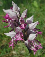 Orchis militaris