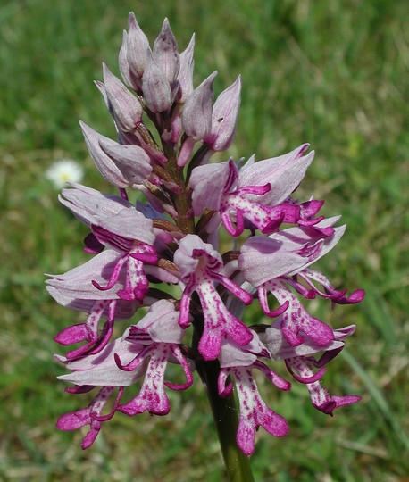 Orchis militaris