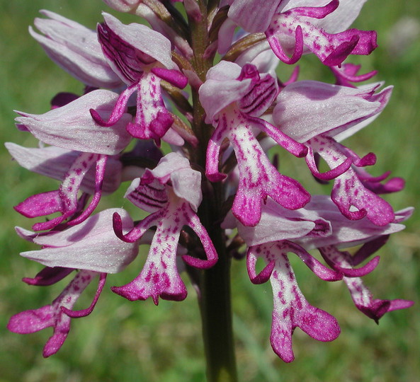 Orchis militaris