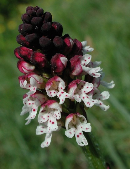 Orchis ustulata