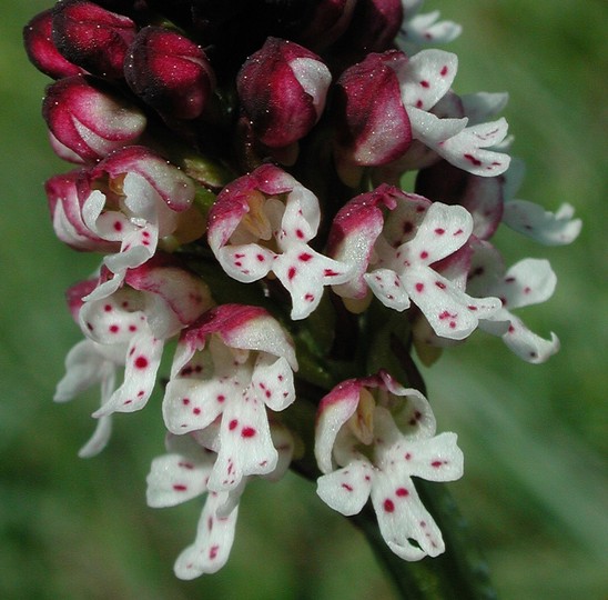 Orchis ustulata