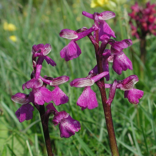 Orchis morio