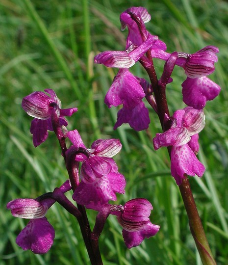 Orchis morio