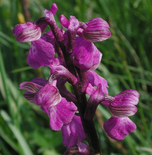 Orchis morio