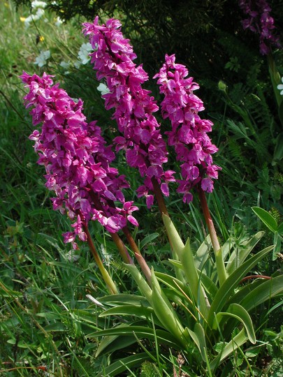 Orchis mascula