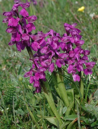 Orchis morio