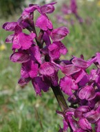 Orchis morio