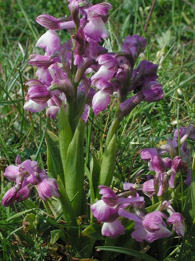 Orchis morio