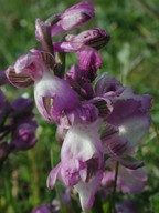 Orchis morio