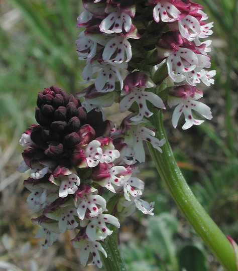 Orchis ustulata