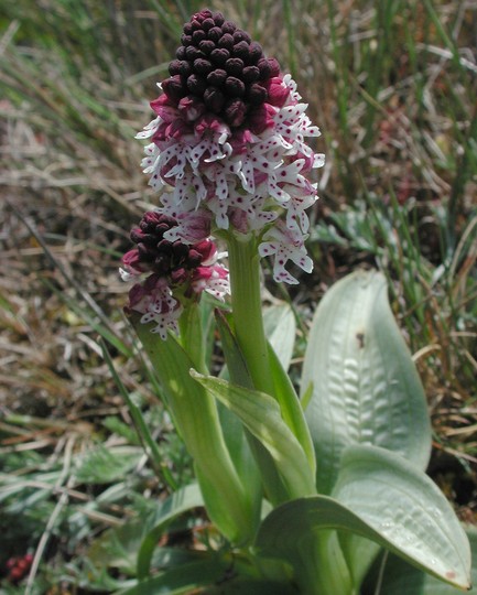 Orchis ustulata