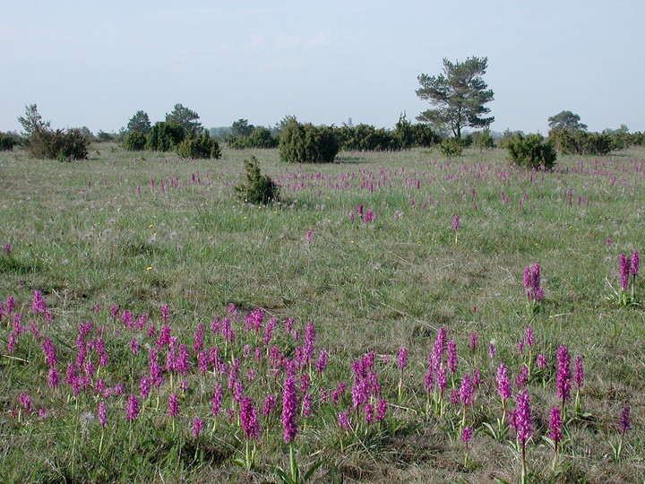 Orchis mascula