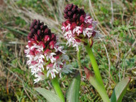 Orchis ustulata