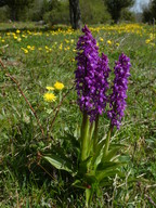 Orchis mascula