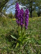 Orchis mascula