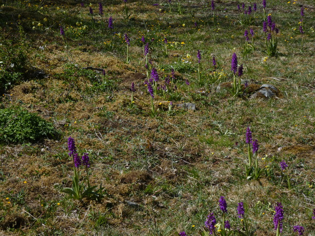 Orchis mascula