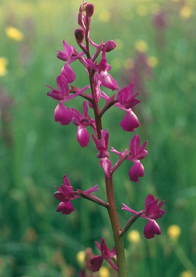 Orchis laxiflora