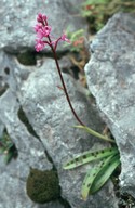 Orchis quadripunctata